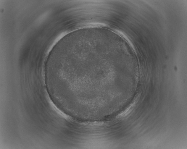 X0000077370851200611031909