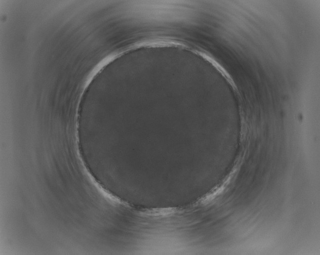 X0000077370853200611031909