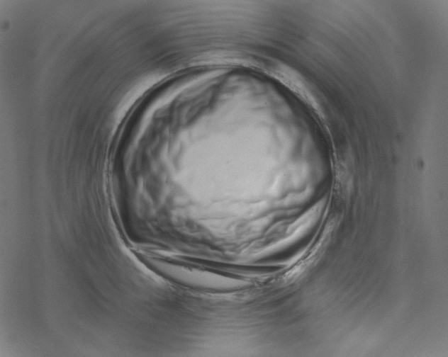 X0000077370855200611031909