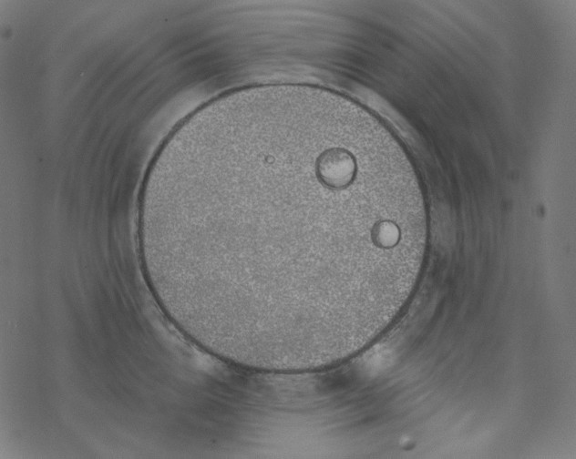 X0000077370856200611031909