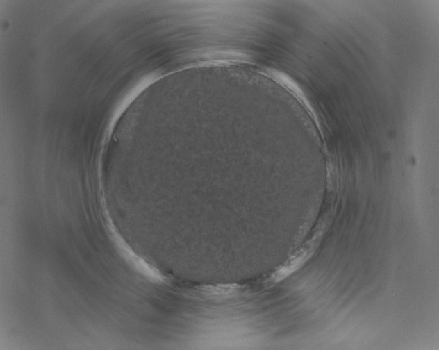 X0000077370859200611031909