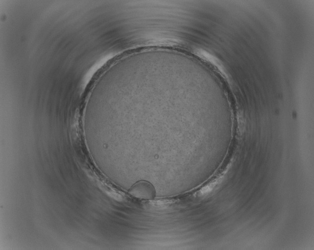 X0000077370875200611031908