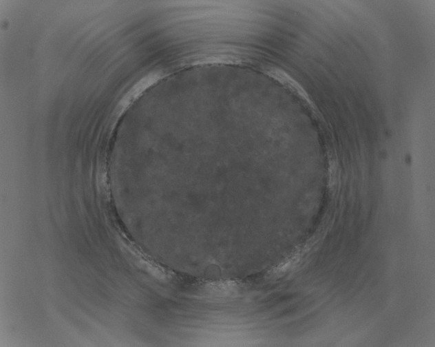 X0000077370882200611031908