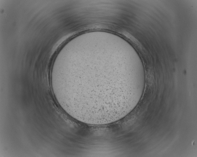 X0000077370886200611031908