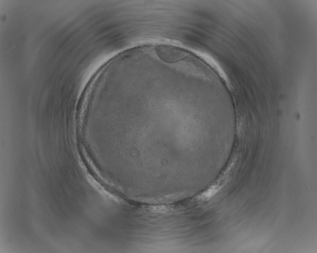 X0000077370903200611031908