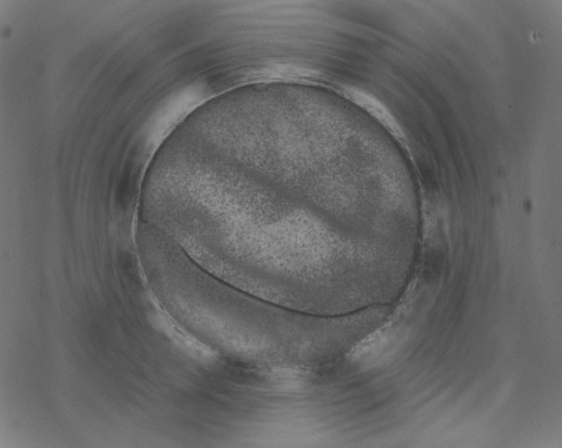 X0000077370946200611031908