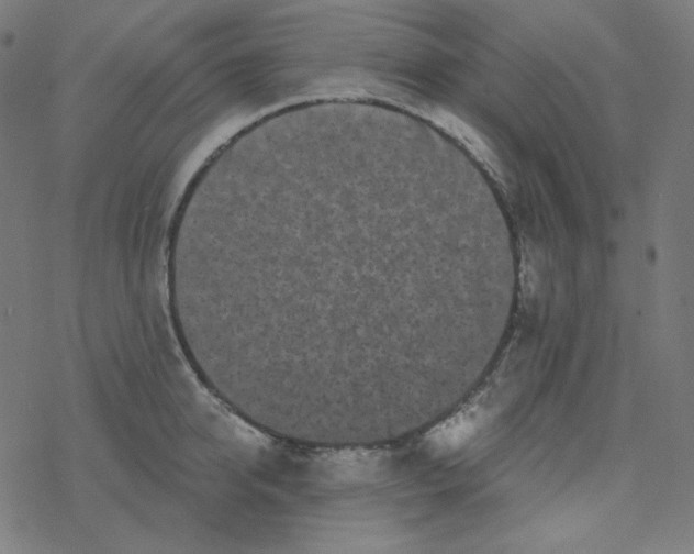 X0000077370950200611031908