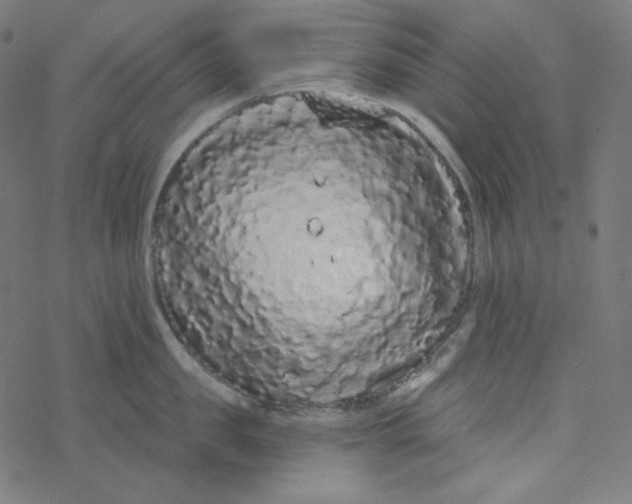 X0000077370957200611031908