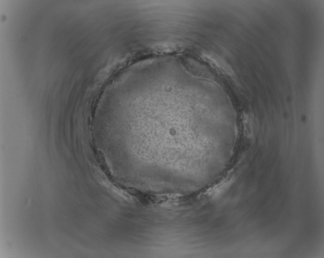 X0000077370961200611031907