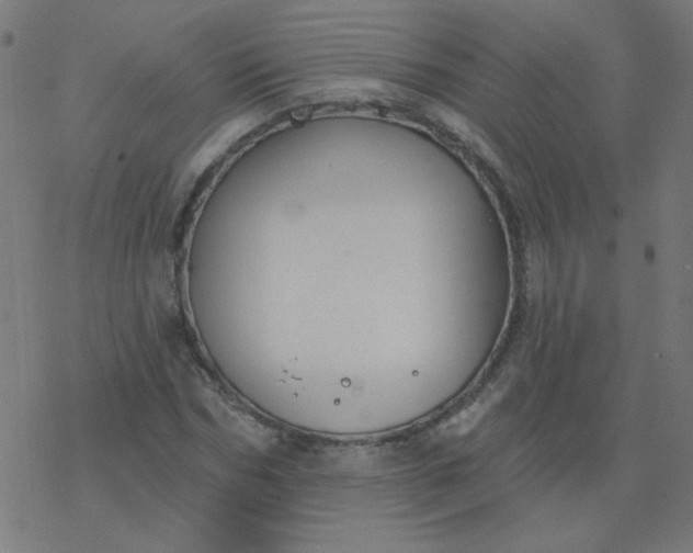 X0000077370970200611031907