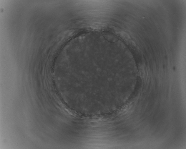 X0000077371009200611031906