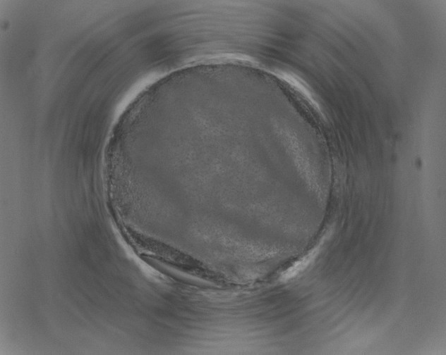 X0000077371046200611031906