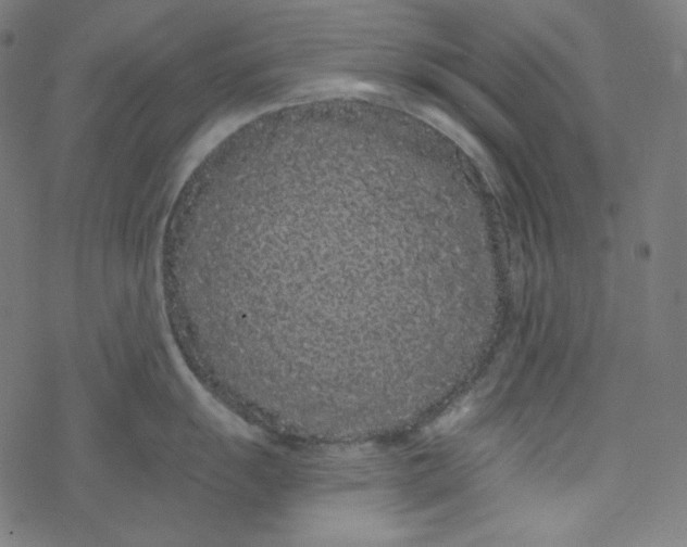 X0000077371055200611031906