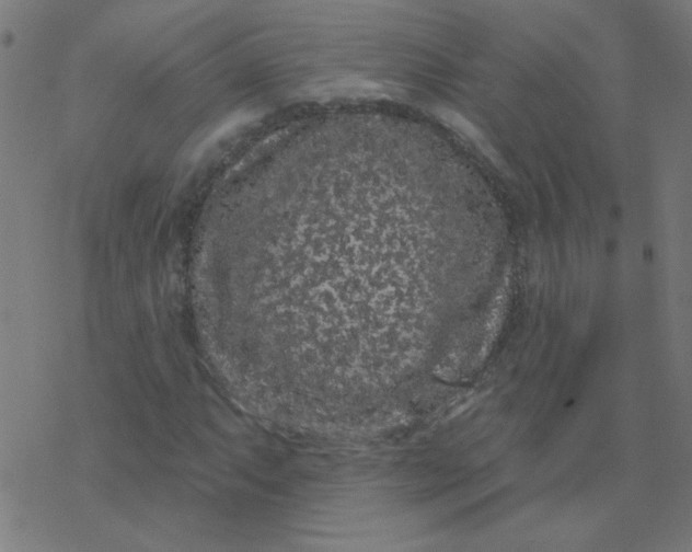 X0000077371063200611031905