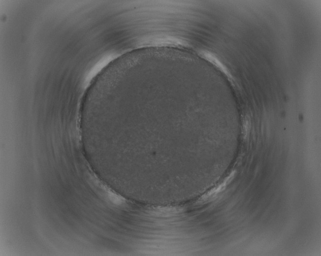 X0000077371071200611031905