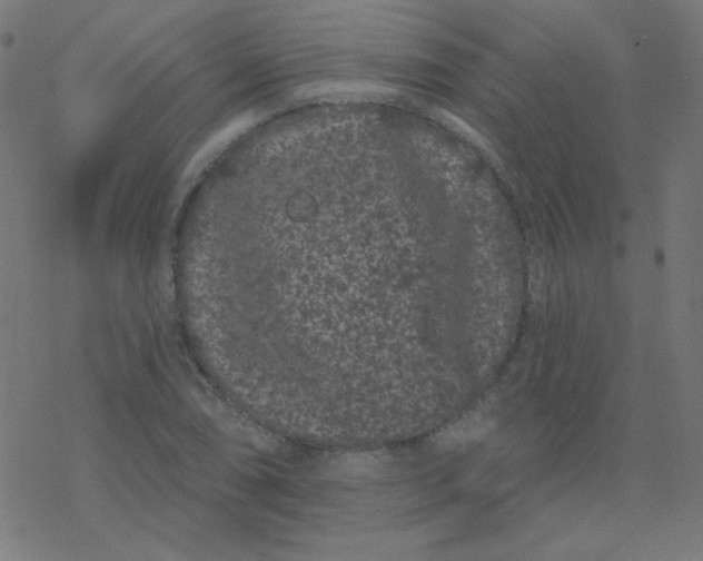 X0000077371074200611031905