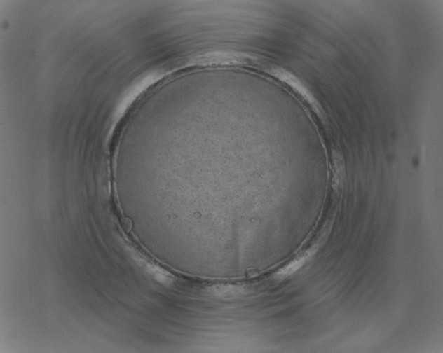 X0000077371075200611031905