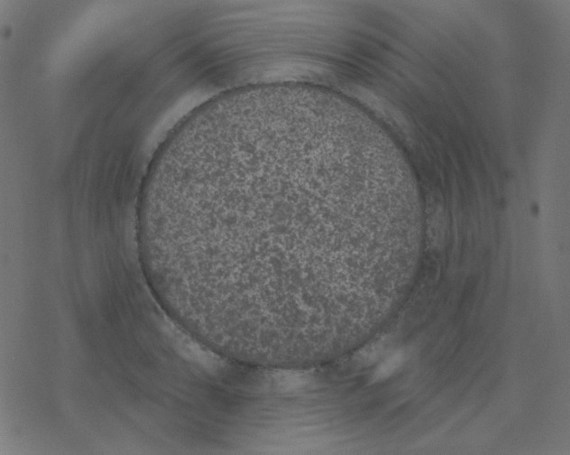 X0000077371086200611031905