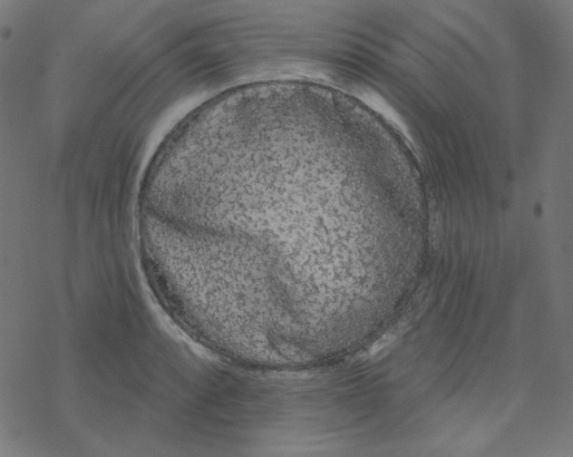 X0000077371088200611031905