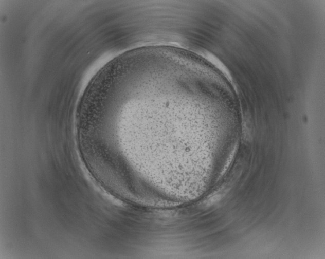 X0000077371096200611031905