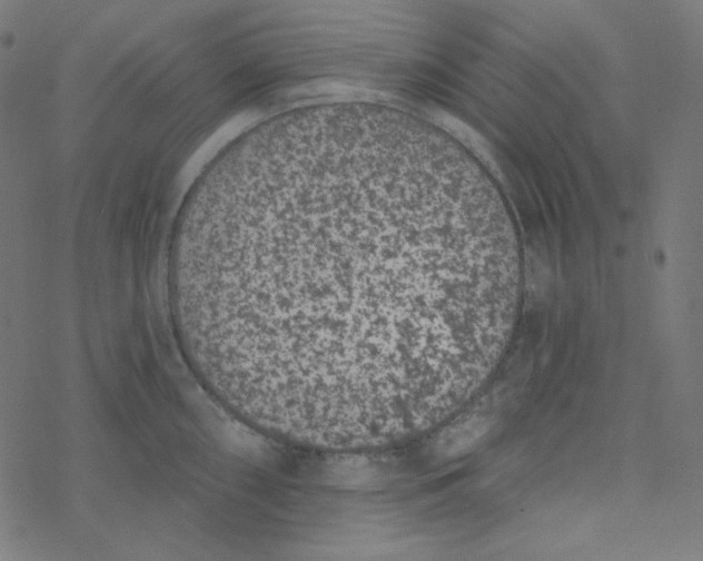 X0000077371098200611031905