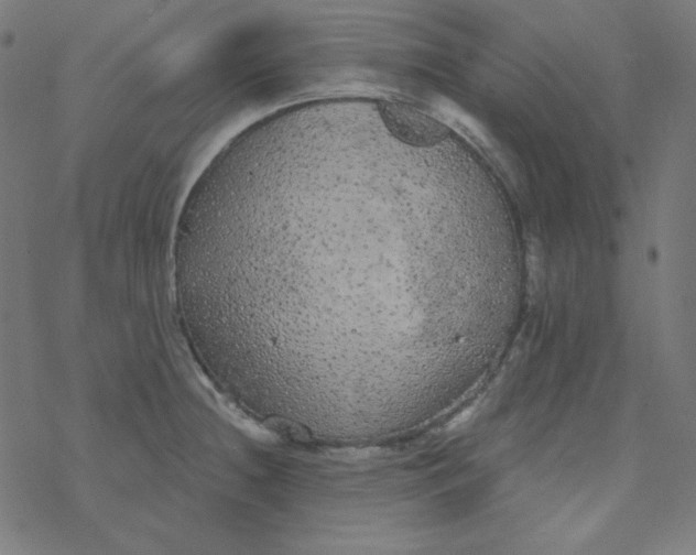 X0000077371236200611031903