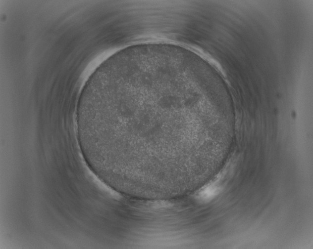 X0000077371239200611031903