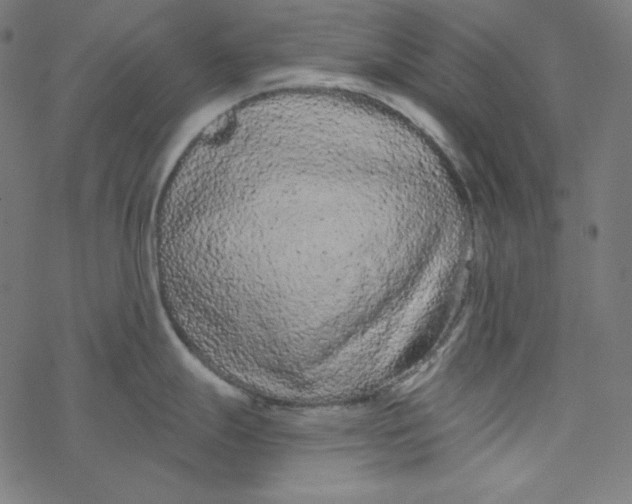 X0000077371247200611031903