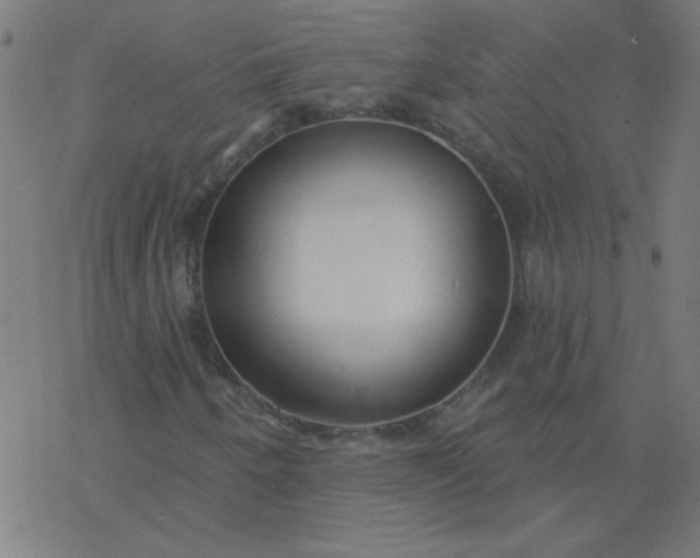 X0000077371250200611031902