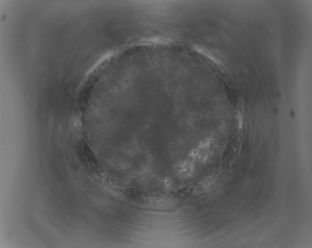 X0000077371254200611031902