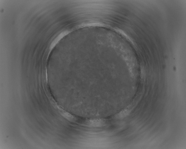 X0000077371274200611031902