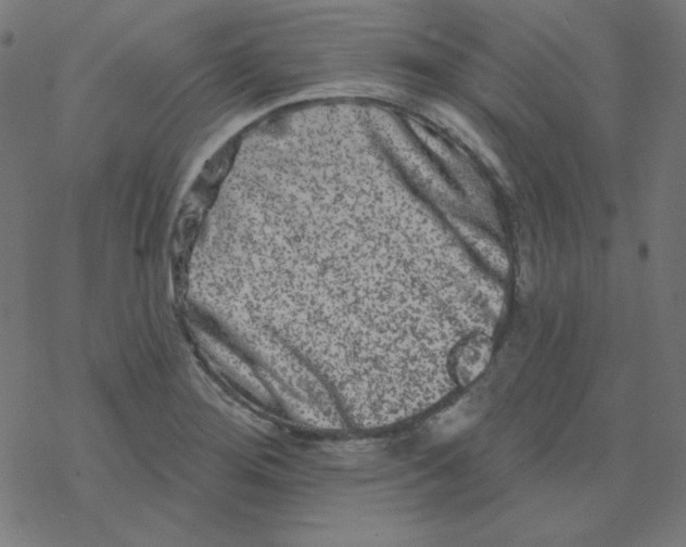 X0000077371276200611031902