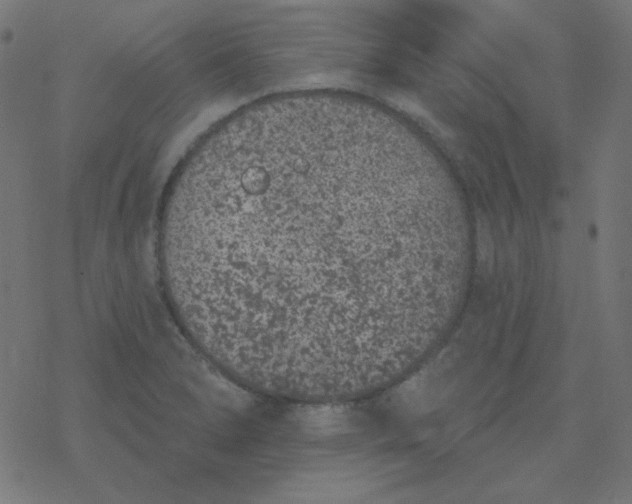 X0000077371278200611031902