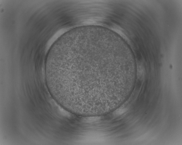 X0000077371294200611031902