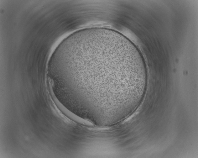 X0000077371296200611031902