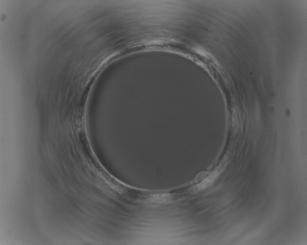 X0000077371353200611031901