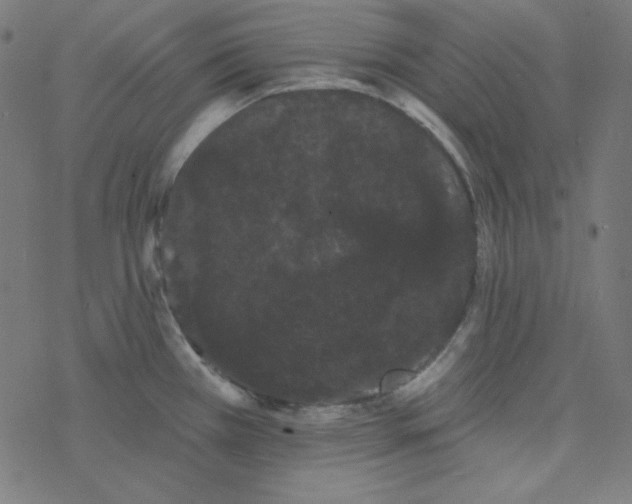 X0000077371385200611031900