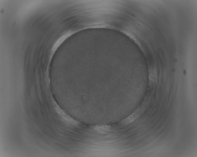 X0000077371466200611031859