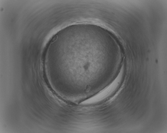 X0000077371506200611031858