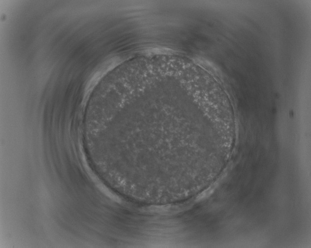 X0000077370049200611101714