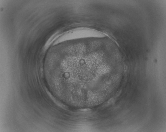 X0000077370053200611101714