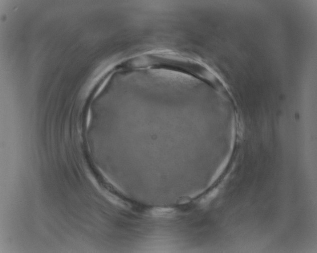 X0000077370055200611101714