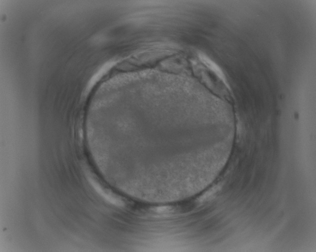 X0000077370059200611101714