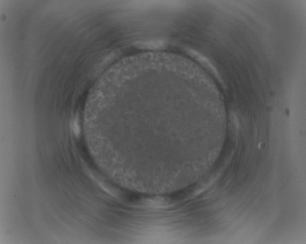 X0000077370069200611101715