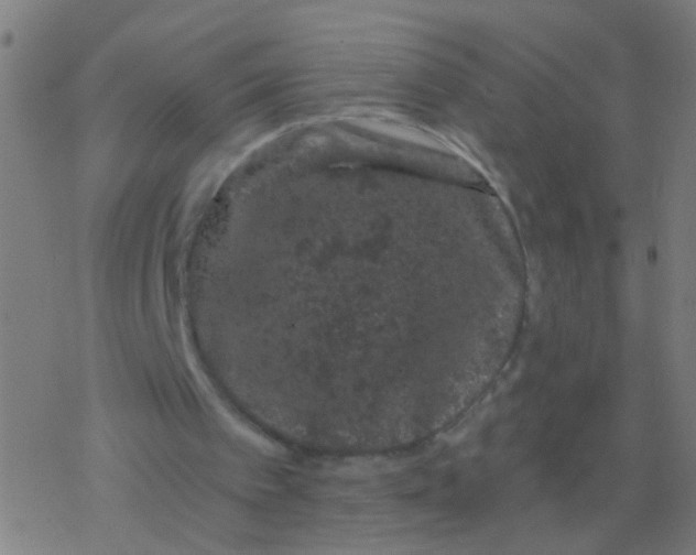 X0000077370097200611101714