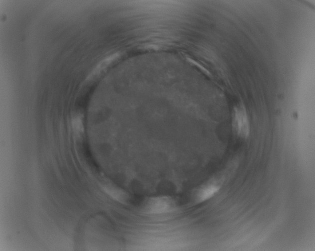 X0000077370127200611101714