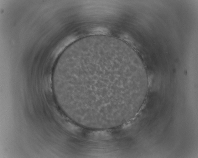 X0000077370146200611101713