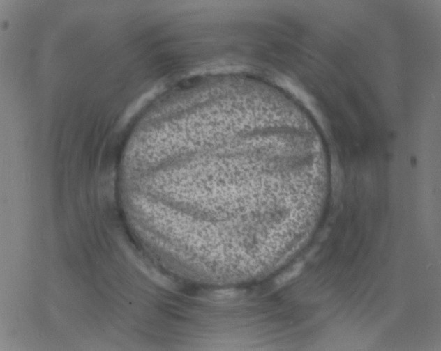 X0000077370153200611101713