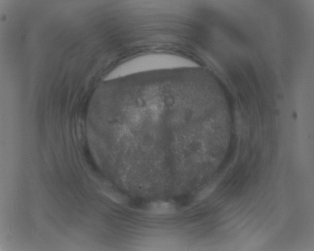 X0000077370169200611101713