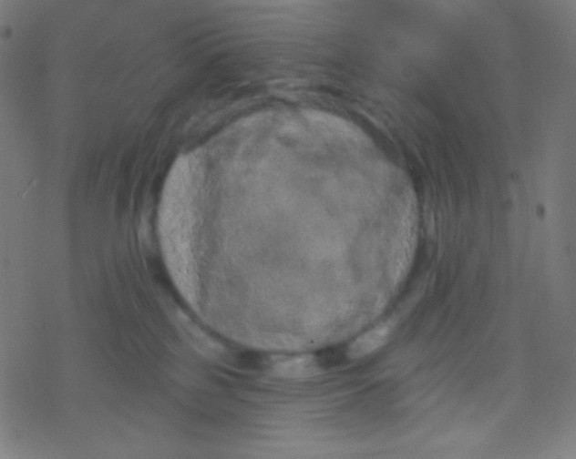 X0000077370185200611101713